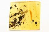 Detailed Fossil Ant and True Midge in Baltic Amber #288572-1